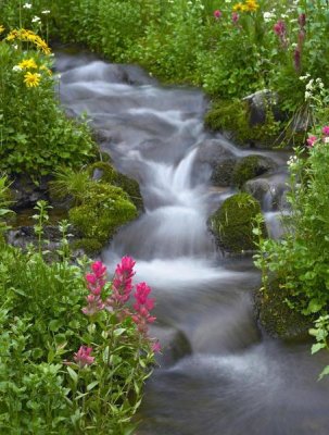 Tim Fitzharris - Orange Sneezeweed and Indian Paintbrush, Yankee Boy Basin, Colorado