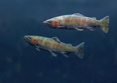 Tim Fitzharris - Rainbow Trout pair swimming underwater