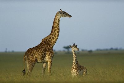 Tim Fitzharris - Giraffe adult and foal on savanna, Kenya