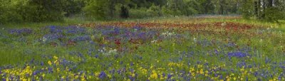 Tim Fitzharris - Sand Bluebonnet , Drummond's Phlox and Tickseed, Texas