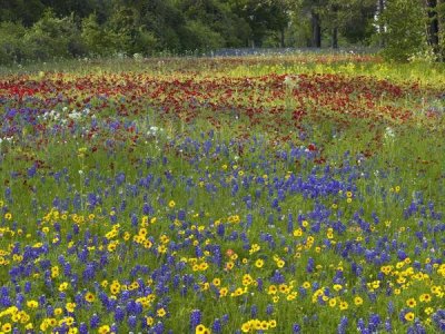 Tim Fitzharris - Annual Coreopsis Texas Bluebonnet and Drummond's Phlox