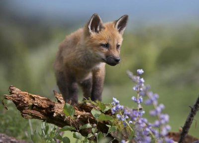 Tim Fitzharris - Red Fox kit climbing, North America