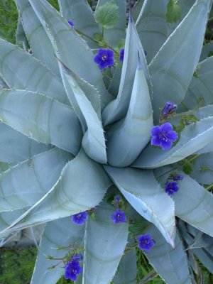Tim Fitzharris - Bluebell and Agave , North America