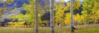 Tim Fitzharris - Quaking Aspen grove in autumn, Colorado