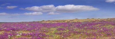 Tim Fitzharris - Sand Verbena carpeting the Imperial Sand Dunes, California