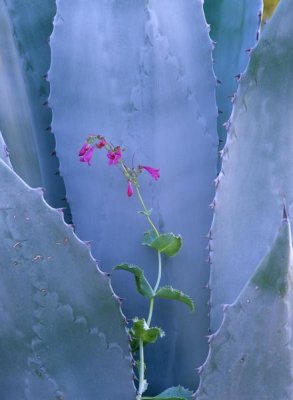 Tim Fitzharris - Agave and Parry's Penstemon close up, North America