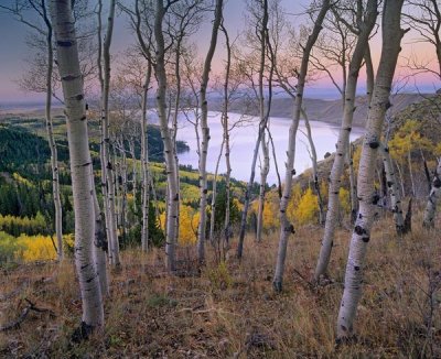 Tim Fitzharris - Aspen forest overlooking Fremont Lake, Bridger-Teton National Forest, Wyoming