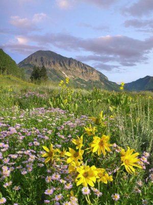 Tim Fitzharris - Orange Sneezeweed and Smooth Asters and Gothic Mountain, Colorado