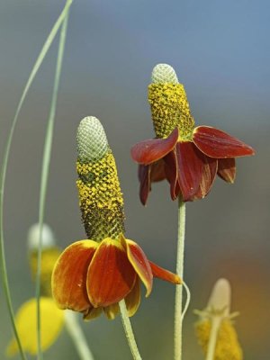Tim Fitzharris - Mexican Hat flowers in bloom, North America