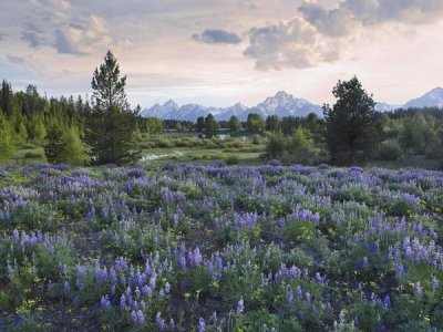 Tim Fitzharris - Lupine meadow, Grand Teton National Park, Wyoming