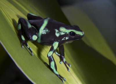 Tim Fitzharris - Green and Black Poison Dart Frog portrait, Costa Rica