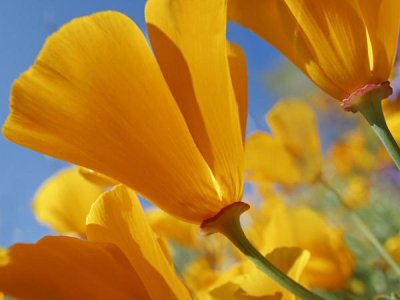 Tim Fitzharris - California Poppy flowers, Antelope Valley, California