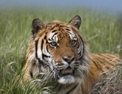 Tim Fitzharris - Siberian Tiger portrait, endangered, native to Siberia