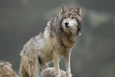 Tim Fitzharris - Gray Wolf , North America