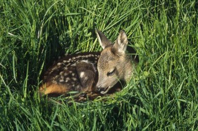 Konrad Wothe - Western Roe Deer fawn resting in green grass, Germany