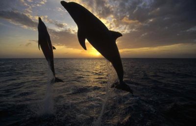 Konrad Wothe - Bottlenose Dolphin pair leaping at sunrise, Honduras