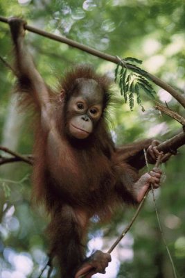 Konrad Wothe - Orangutan infant hanging from branch, Borneo
