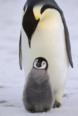 Konrad Wothe - Emperor Penguin parent with chick, Antarctica