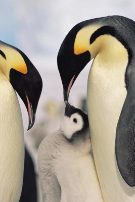 Konrad Wothe - Emperor Penguin parents with chick, Antarctica