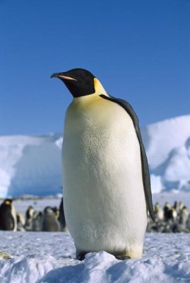 Konrad Wothe - Emperor Penguin portrait, Antarctica