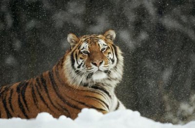 Konrad Wothe - Siberian Tiger portrait in snow storm, Siberian Tiger Park, China