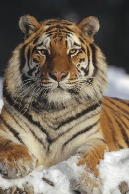 Konrad Wothe - Siberian Tiger portrait in snow, Siberian Tiger Park, China