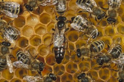 Konrad Wothe - Honey Bee colony and queen on honeycomb, North America