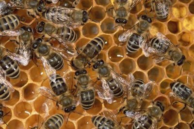 Konrad Wothe - Honey Bee colony on honeycomb, North America