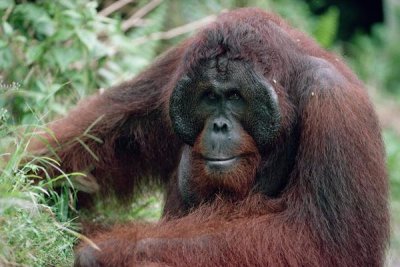 Konrad Wothe - Orangutan male, adult, Borneo