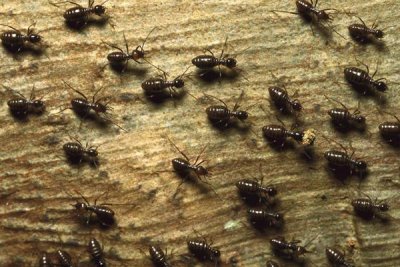 Konrad Wothe - Termite group on wood with one carrying debris, Borneo