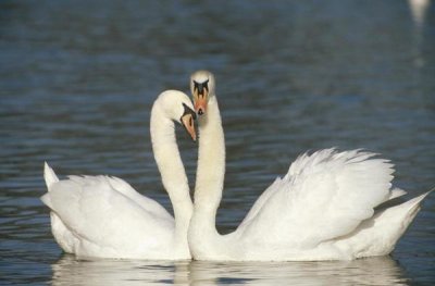 Konrad Wothe - Mute Swan courting pair, Germany