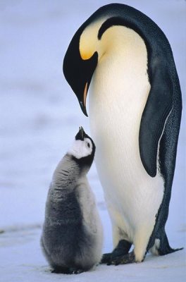Konrad Wothe - Emperor Penguin adult with chick, Antarctica