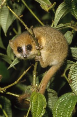 Konrad Wothe - Brown Mouse Lemur , Madagascar