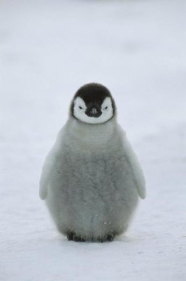 Konrad Wothe - Emperor Penguin chick portrait, Antarctica