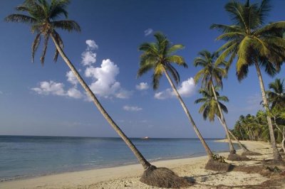 Konrad Wothe - Coconut Palm trees and beach, Dominican Republic