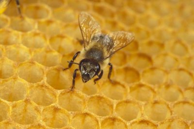 Konrad Wothe - Honey Bee on honeycomb, Germany