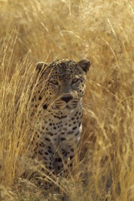 Konrad Wothe - Leopard in grass country, Etosha National Park, Namibia