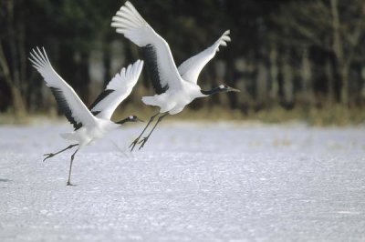 Konrad Wothe - Red-crowned Crane pair courting, Hokkaido, Japan