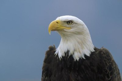 Konrad Wothe - Bald Eagle portrait, North America