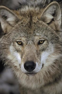 Konrad Wothe - European Wolf portrait, Sweden