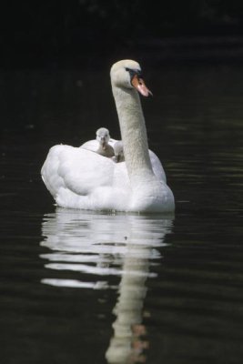 Konrad Wothe - Mute Swan parent with chicks riding on back, Germany