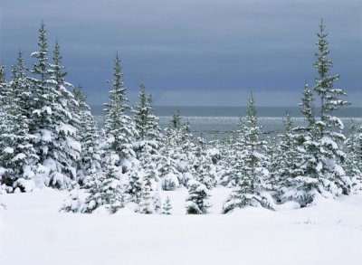Konrad Wothe - Spruce trees in snow, boreal forest, Hudson Bay, Canada