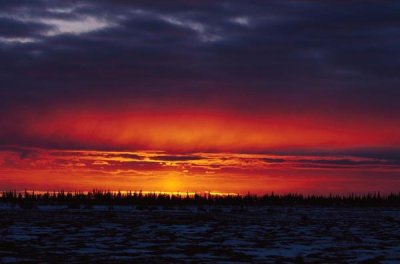 Konrad Wothe - Sunset over boreal forest, Churchill,  Canada