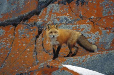 Konrad Wothe - Red Fox on rocks with orange lichen, Churchill, Canada