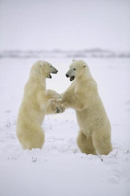 Konrad Wothe - Polar Bear two males play-fighting, Hudson Bay, Canada