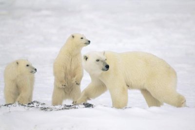 Konrad Wothe - Polar Bear mother with two cubs, Churchill, Canada