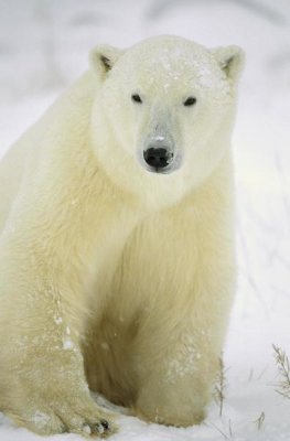 Konrad Wothe - Polar Bear adult portrait, Churchill,  Canada