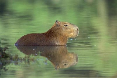 Konrad Wothe - Capybara wading, Pantanal, Brazil