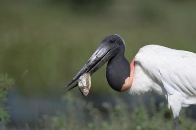 Konrad Wothe - Jabiru Stork catching fish, Pantanal, Brazil