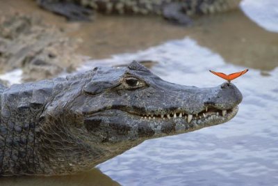 Konrad Wothe - Spectacled Caiman with orange butterfly, Pantanal,  Brazil